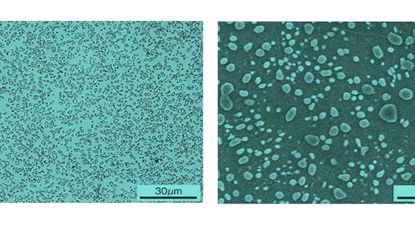 Spheroidizing annealed structure of bearing steel