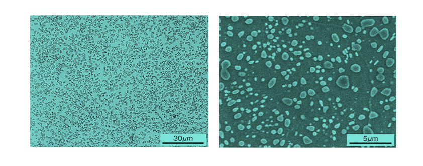 Spheroidizing annealed structure of bearing steel